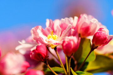 Chinese flowering crabapple blossom in sunlight under blue sky