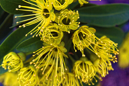Native tree with yellow flowers, Golden Penda, Xanthostemon chrysanthus