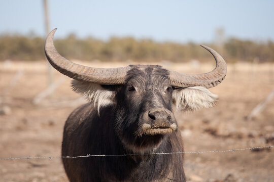Close up of Buffalo bull in a dry paddock