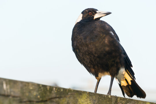 Close up of a magpie standing on a fence