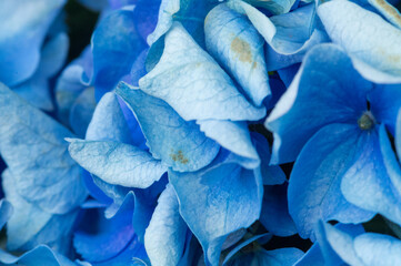 Close-up of delicate blue hydrangea petals creating a stunning floral background