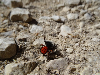 Pretty spider ladybug moving on a pebble floor - Jolie araignée érèse Coccinelle se déplaçant...
