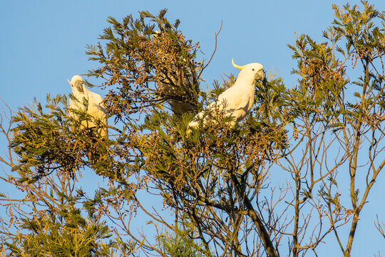 Sulphur Crested Cockatoos in a tree