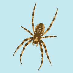 A brown and tan spider with long legs on a light blue background