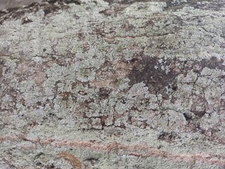 Old Tree Bark Covered with Green Lichen