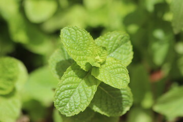 Mint plant close up