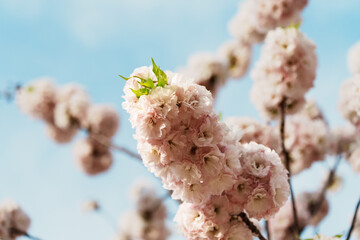 Sakura blossom in sunlight under blue sky