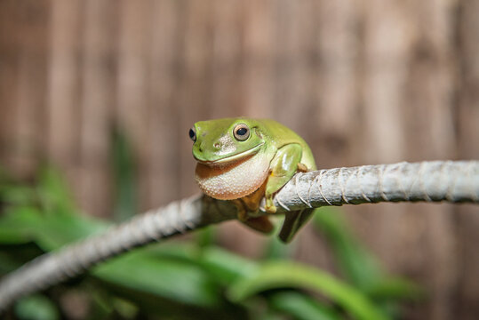 Green Tree Frog in the garden