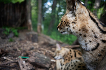 Close-up of two wild felines resting in a dense forest environment