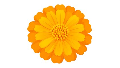 Orange flower with isolated background.