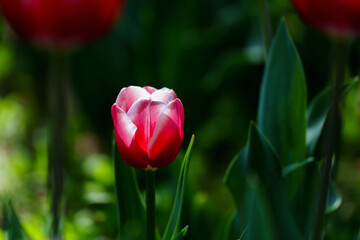 Close-up photo of blooming tulip in bright sunlight against dark background