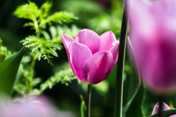 Close-up photo of blooming tulip in bright sunlight against dark background