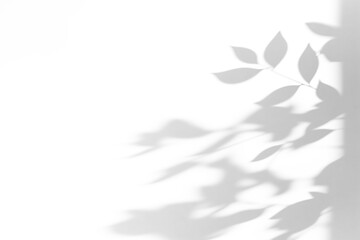 shadow overlay effects of realistic window and tree branch shadow with light blur on transparent background,Summer sunlight and shadow overlay effect