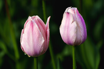 Close-up photo of blooming tulip with water drop in bright sunlight