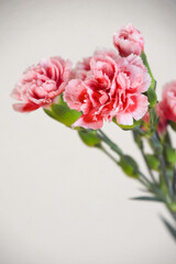 カーネーション