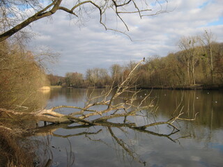 Old dead tree fallen into a pond and reflected on its surface - Vieil arbre mort tombé dans un...