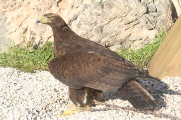 Golden eagle on gravel ground - Aigle royal sur un sol de graviers