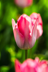 Close-up photo of blooming tulip in bright sunlight