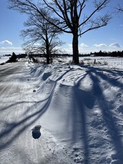 Roadside embankment in a snow and snowdrift landscape - Talus de bord de route dans un paysage...