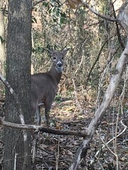 deer in the woods