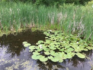 Small pond covered with water lilies and surrounded by tall grasses - Petite mare recouverte de nénuphars et entourés d'herbes hautes