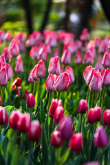Close-up photo of blooming tulip in bright sunlight