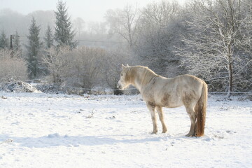 A cold horse in a wintry landscape - Cheval frigorifié dans un paysage hivernal