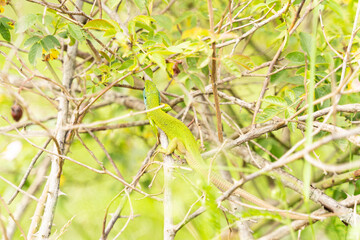 Bright colorful lizard climbing in bushes. Blue head and green body.