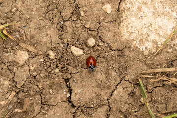 Ladybird walking on the ground. Wildlife concept. Beautiful insect.