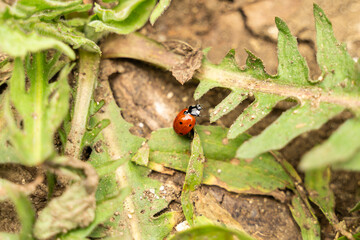Ladybird walking on the ground. Wildlife concept. Beautiful insect.