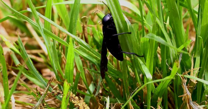 Macro video of Black Horse Fly (Tabanus atratus). Video is static. The Black Horsefly climbs up a blade of grass.