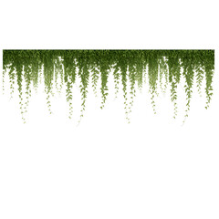 Hanging Green Leaves Vine on Transparent Background Isolated Element