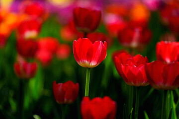 Fototapeta premium Close-up photo of blooming tulip in bright sunlight