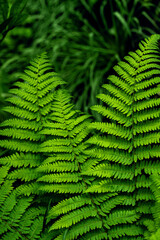 A seamless natural background featuring young green fern leaves arranged in a perfect organic pattern, ideal for botanical or eco-friendly design themes. 