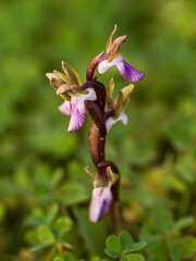 Orchidea Selvatica Anacamptis Collina Fotografata nel Sud Sardegna