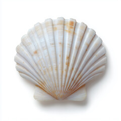 Single Seashell