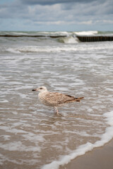 Young European herring gull (Larus argentatus) standing on the beach of Baltic sea, Germany. Waves...