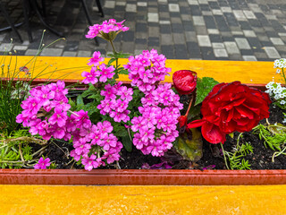 flowers on the street