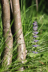 Single Blue Or Purple Flower Spike Of Bugleweed (Ajuga Reptans) Growing Among Green Grass And Near Young Tree Trunks. Woodland Wildflower.