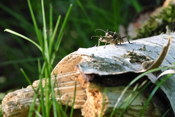 Pair Of Longhorn Beetles (Possibly Rhagium Species) Mating On A Piece Of Birch Bark. Green Grass...