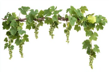 vine leaves isolated on white