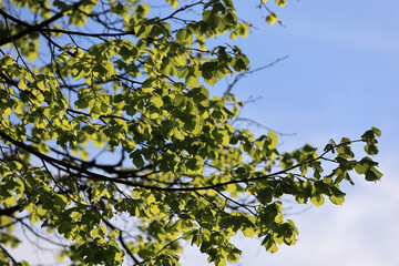 Fresh Green Leaves On Linden Tree Branches Backlit By Sunlight Against A Bright Blue Sky With Light Clouds. Spring Foliage.