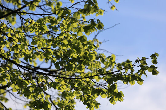 Fresh Green Leaves On Linden Tree Branches Backlit By Sunlight Against A Bright Blue Sky With Light Clouds. Spring Foliage. - Powered by Adobe