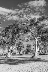 Outback, Northern Territory, Australia: Eucalyptus tree in the red center desert; River Red Gum tree, Eucalyptus camaldulensis in black and white