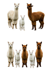 Cute Alpaca Llama Group Portrait Animal Wildlife Isolated Transparent Background