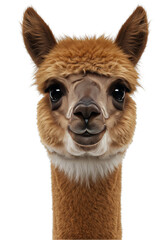 Cute Alpaca Portrait Animal Face Furry Head Brown Transparent Background