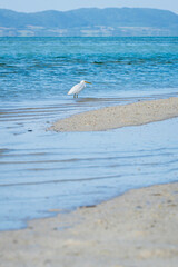 海辺の白鷺