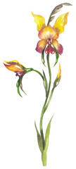 Diuris sp Donkey orchid Аustralia. 
Watercolor hand drawing painted illustration.