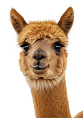 Cute Furry Alpaca Portrait Adorable Domestic Llama Funny Face Animal