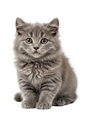 Cute Gray Kitten Portrait Transparent Background Isolated Animal Pet